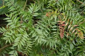 <p>Pistacia chinensis<br>(Sumac)</p>