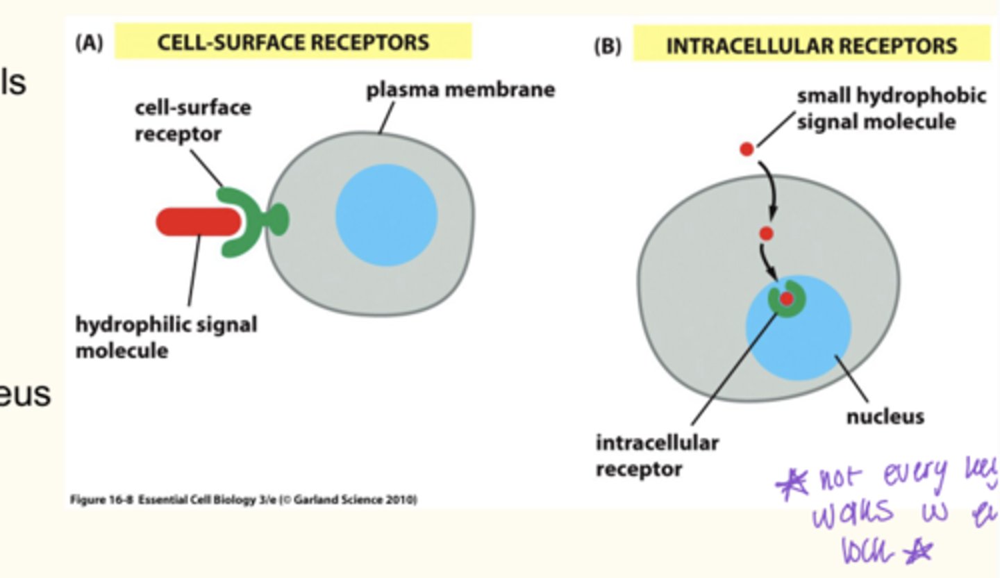 <p>of the cell and face the extracellular space</p>