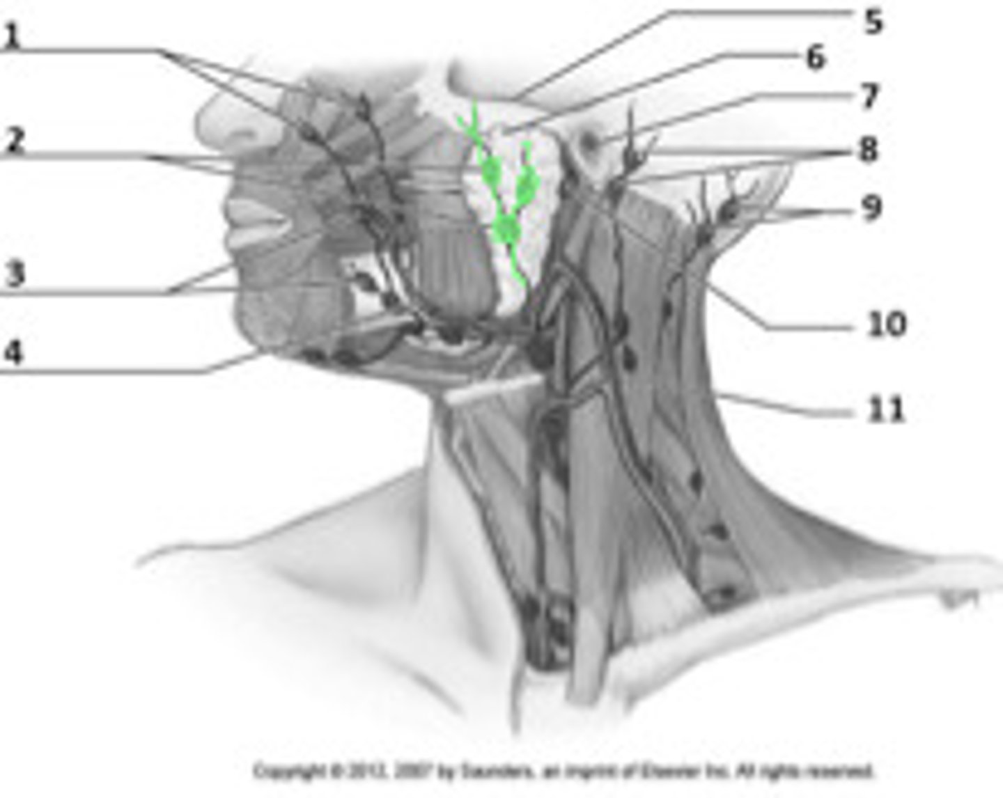 <p>infection will drain from submandibular nodes into the ________ which also receives lymph from the areas around the parotid gland (ear, prominence of the cheek, eyelids)</p>