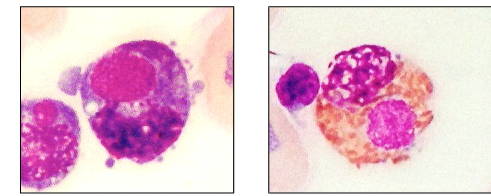<p>When talking about hemoparasites, what are these?</p>