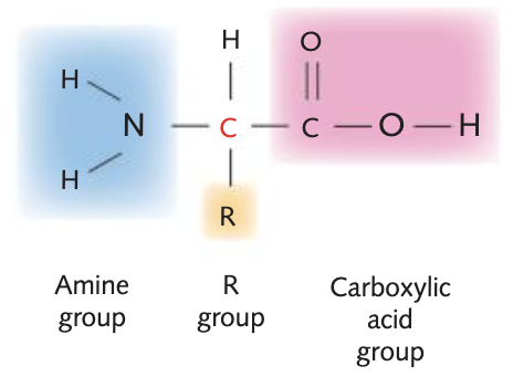 <p>STRUCTURE OF AMINO ACIDS </p><ul><li><p>central carbon atom</p></li><li><p>Amine (H2N)</p></li><li><p>Carboxyl group (COOH)</p></li><li><p>Variable R group</p></li></ul><p></p>