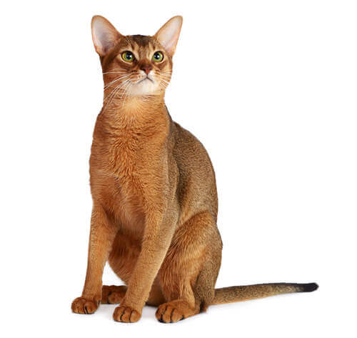 Abyssinian cat breed