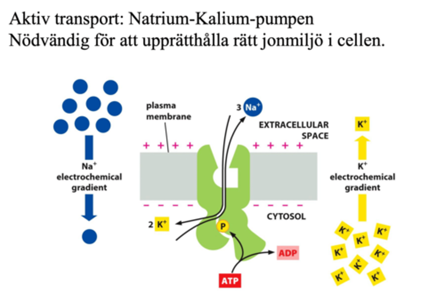 <p>Natrium-kaliumpumpen är en proteinpump i djurs och människors cellmembran som bidrar till att natrium har en högre koncentration utanför cellen än innanför, och kalium vice versa. Med hjälp av natrium-kalium pumpen kan de olika skillnaderna i koncentrationsnivå bestå. Därför pumpas natrium ut ur cellen och kalium in i cellen för att koncentrationsnivån av de båda jonerna skall bestå. </p>