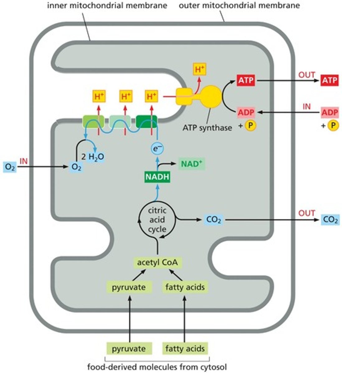 <p>Uses food energy to produce ATP in mitochondria.</p>
