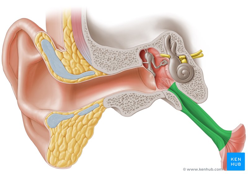<p>auditory tube</p>