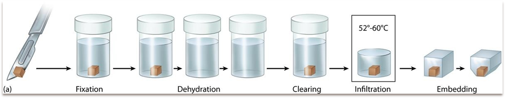 <ul><li><p>fixatie; denaturatie eiwitten</p></li><li><p>dehydratatie; ontwatering v. weefsel </p></li><li><p>clearing; v. alcohol</p></li><li><p>infiltratie; vb. gesmolten paraffine</p></li><li><p>inbedden; uitharden </p></li><li><p>bijsnijden</p></li></ul><p></p>
