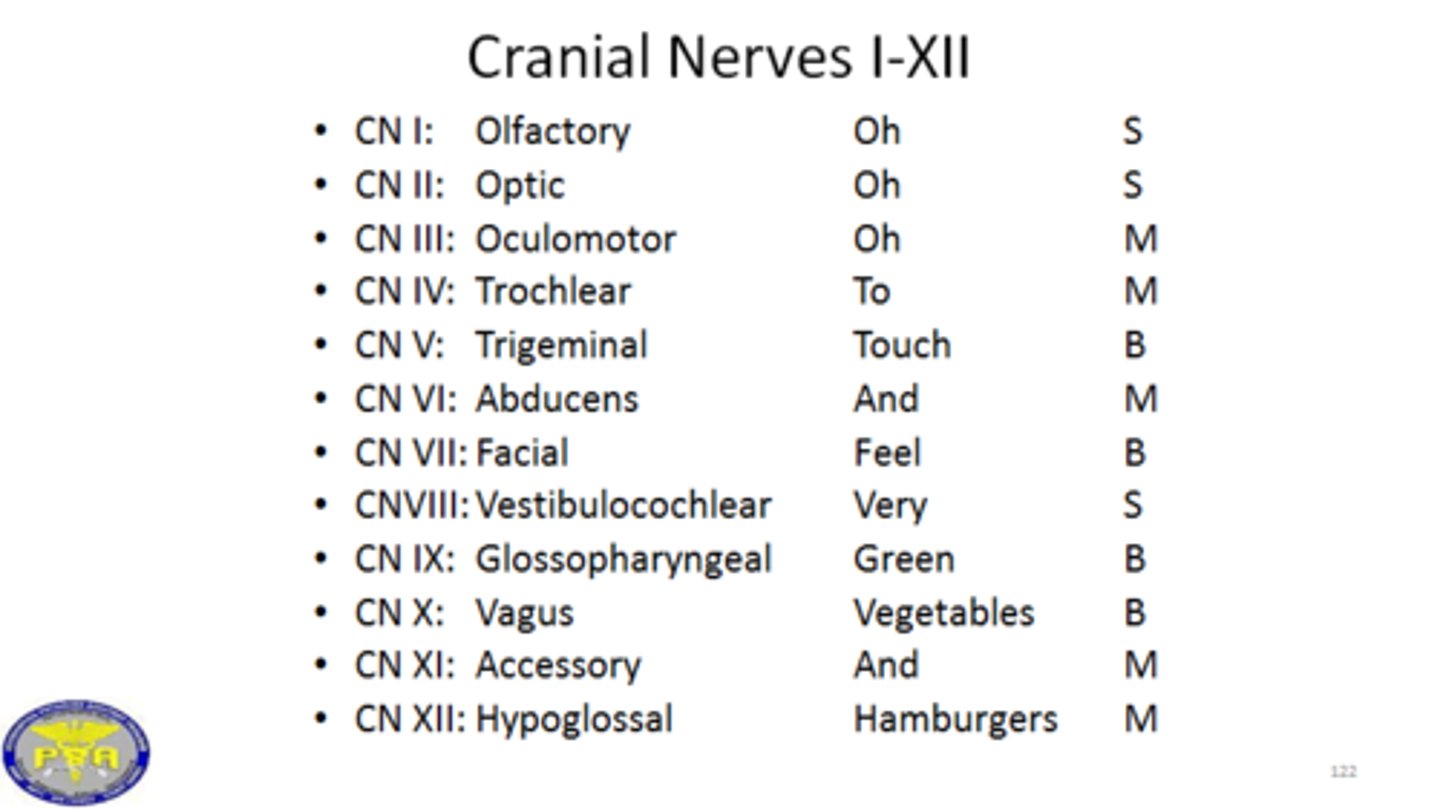 <p>Olfactory = CN I</p><p>Optic = CN II</p><p>Occulomotor = CN III</p><p>Trochlear = CN IV</p><p>Trigemminal = CN V</p><p>Abducens = CN VI</p><p>Facial = CN VII</p><p>Vestibulocochlear = CN VIII</p><p>Glossopharyngeal = CN IX</p><p>Vagus = CN X</p><p>Accessory = CN XI</p><p>Hypoglossal = CN XII</p>