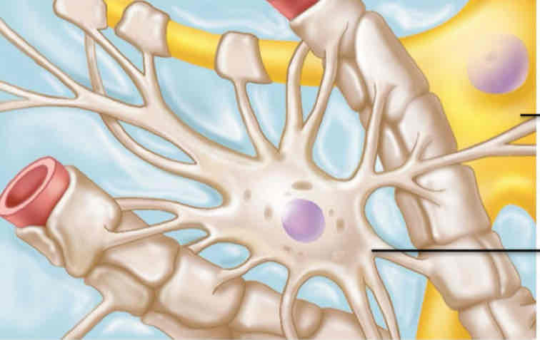 <p>What type of neuroglia is this? </p>