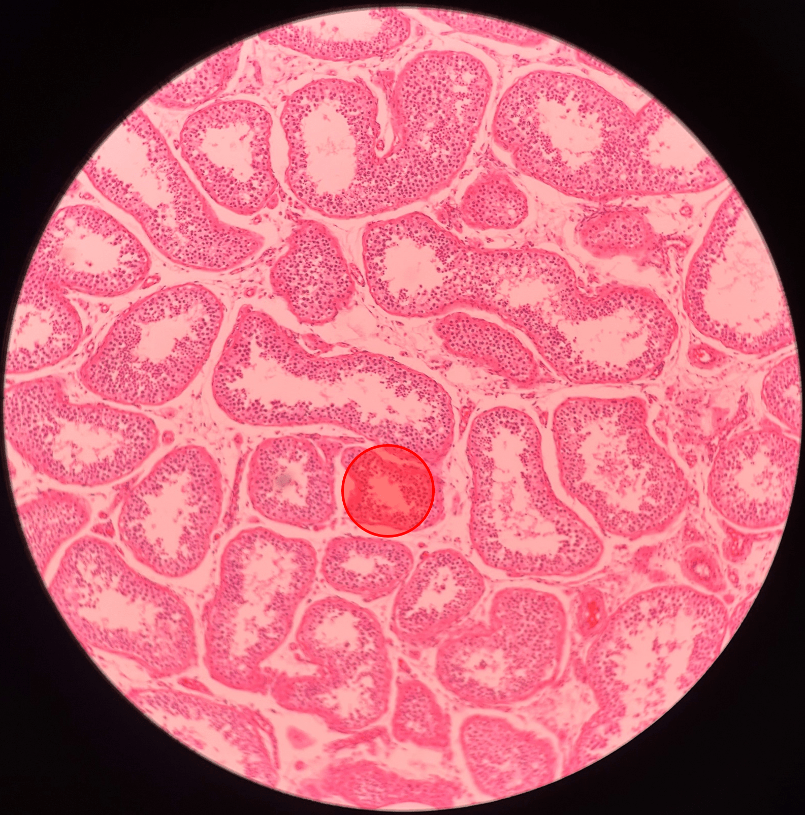 • Slide histology of the testis.

• Site of sperm development.
