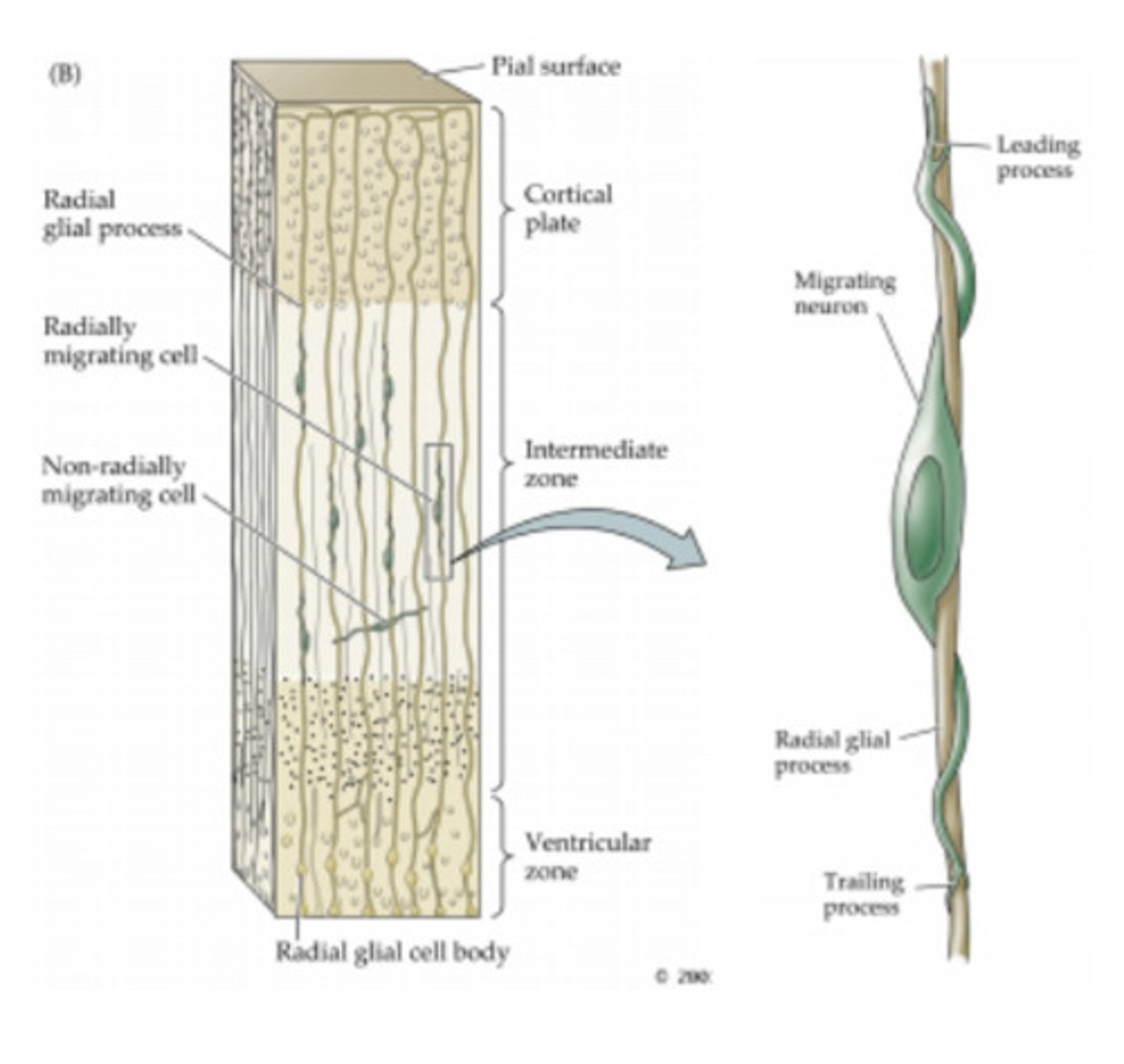 <p>guide the migration of neurons and their axons and dendrites during embryonic development</p>
