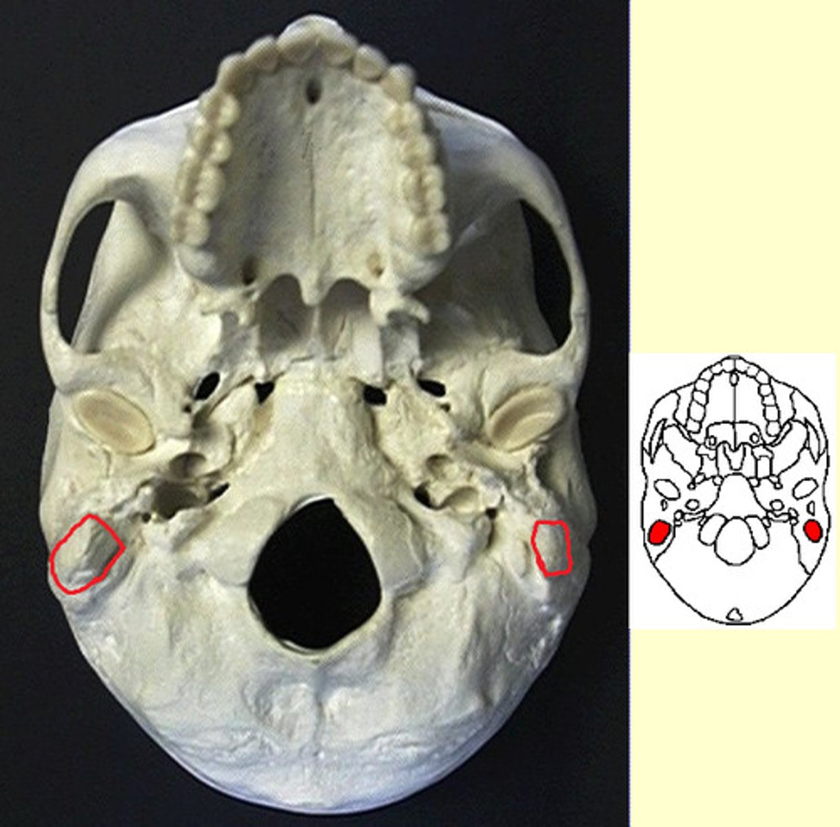 knowt flashcard image