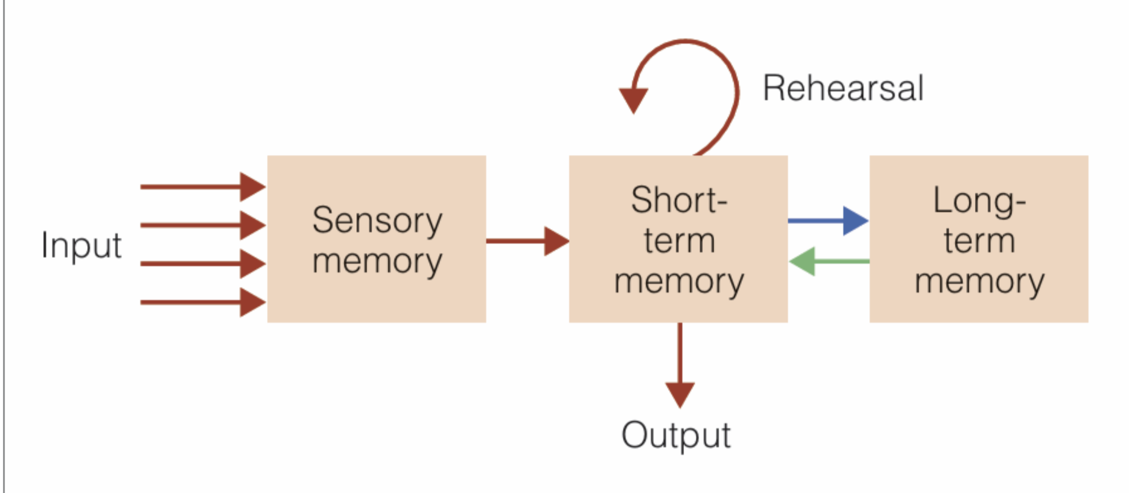 <p>Atkinson-Shiffrin model - a model which describes how human memory works</p>