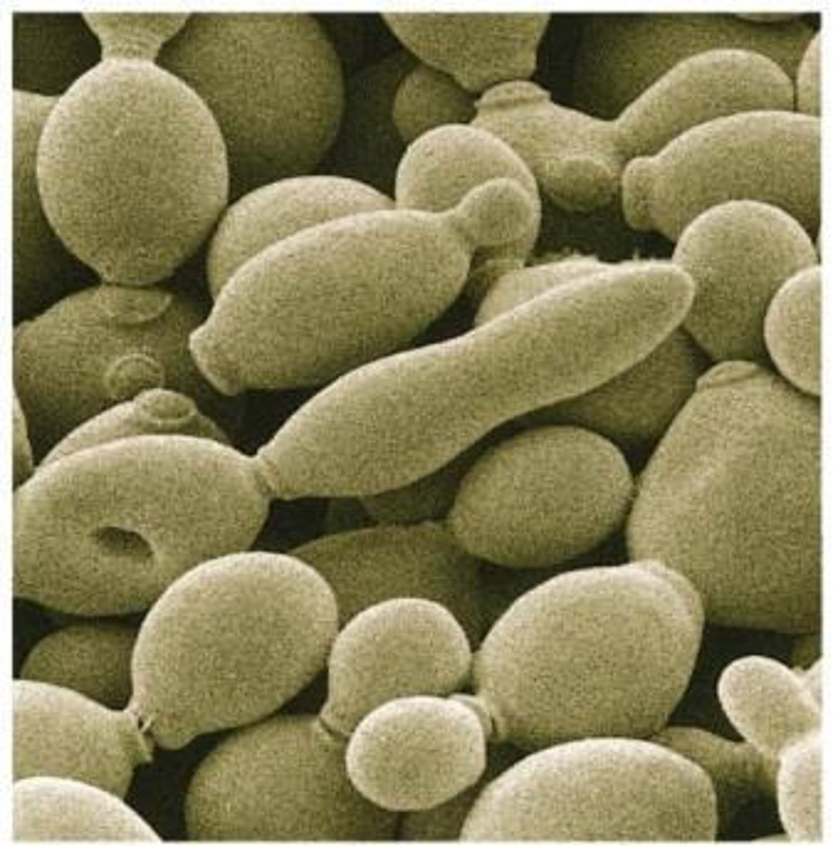 <p>Yeast is unicellular, while mushrooms are multicellular.</p>