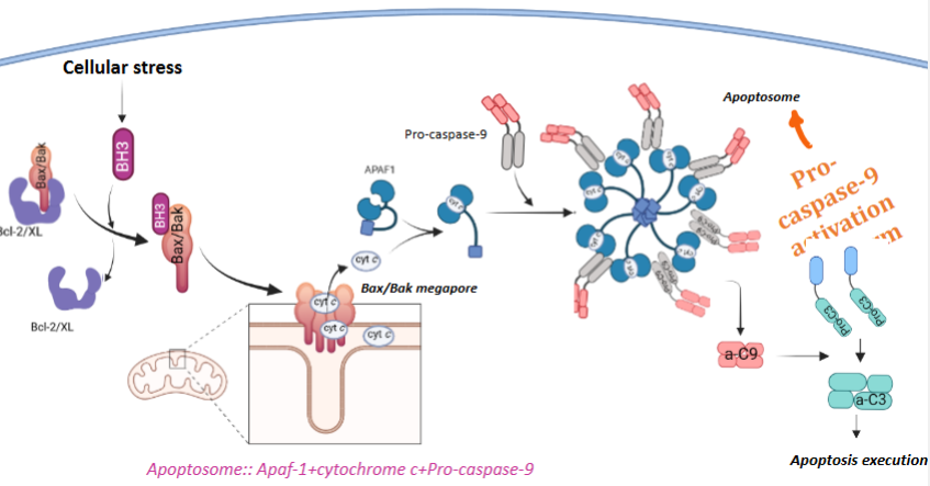 <ol><li><p>Cellular stress leads to activation of BH3 pro-apoptotic proteins</p></li><li><p>BH3 inhibits Bcl-2/Bcl-XL & activates Bax & Bak</p></li><li><p>Bax and Bak form megapores in the mitochondrial outer membrane - <u>Mitochondrial outer membrane permeabilization (MOMP)</u></p></li><li><p>MOMP allows cytochrome c to released from the mitochondria into the cytosol.</p></li><li><p>Cytochrome c + APAF 1 + Pro-caspase-9 assemble to form the apoptosome</p></li><li><p>Pro-caspase-9 is activated in the apoptosome</p></li><li><p>Activated caspase-9 (a-C9) activates executioner caspases (e.g. a-C3) → apoptosis execution</p></li></ol><p></p>