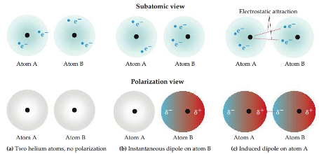 The motions of electrons in one atom influence the motions of electrons in its neighbors. The instantaneous dipole on one atom can induce an instantaneous dipole on an adjacent atom, causing the atoms to be attracted to each other. The strength of the dispersion force depends on the polarizability of a molecule.