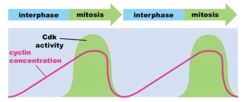 <p><span style="background-color: transparent; font-family: "Proxima Nova", sans-serif;"><span>Initiate the next step of the cell cycle</span></span></p>