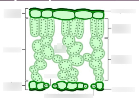 <p>name the tissues and cells of a leaf </p>