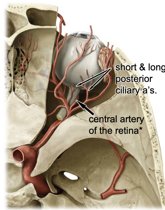 <p>long ciliary aa.</p>