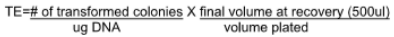 **Transformation efficiency** is the measure of how many cells successfully underwent transformation

TE = (# of transformed colonies/ug DNA) X (final volume at recovery (500ul)/volume plated)