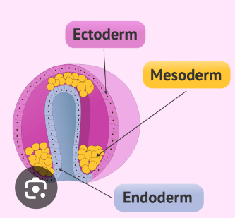 <p><strong>ectoderme</strong></p><p>rectum et intestin antérieur </p><p></p><p><strong>souvent protubérant</strong></p><p>pharynx</p><p></p><p><strong>entodermique</strong></p><p>• Intestin moyen </p>