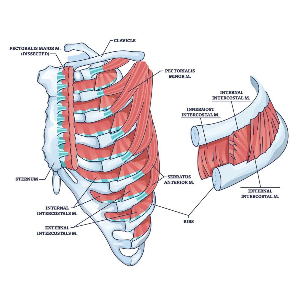 <p>The intercostal muscles are between each pair of ribs, using ribs as the origin and insertion points. </p><p>The internal intercostal muscles are beneat the ribs, while the external intercostal muscles are outside of the ribcage. </p>