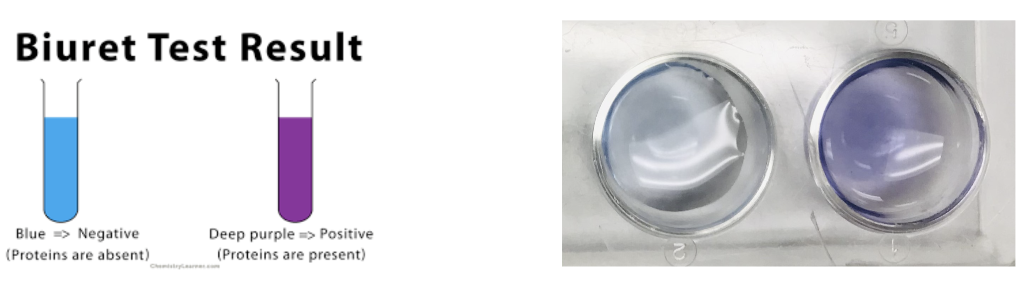 <p>Biuret Test: Blue= no protein present Violet= protein present</p>