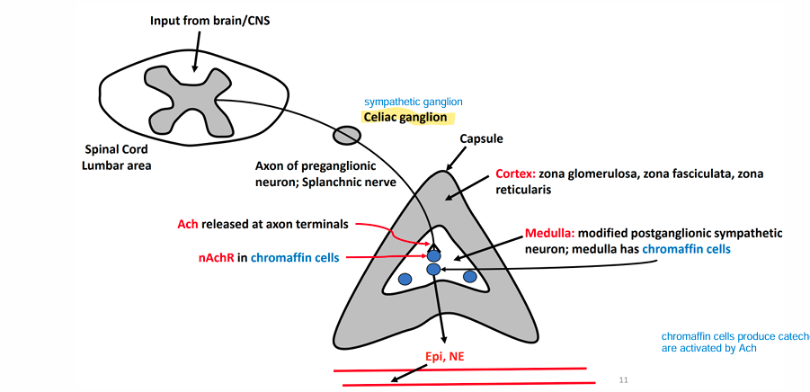 <ul><li><p>chromaffin cells produce catecholamine when they are activated by Ach</p></li></ul><p></p>