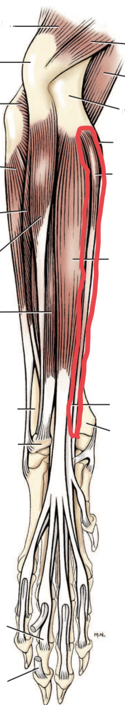 Identify the muscle outlined in red