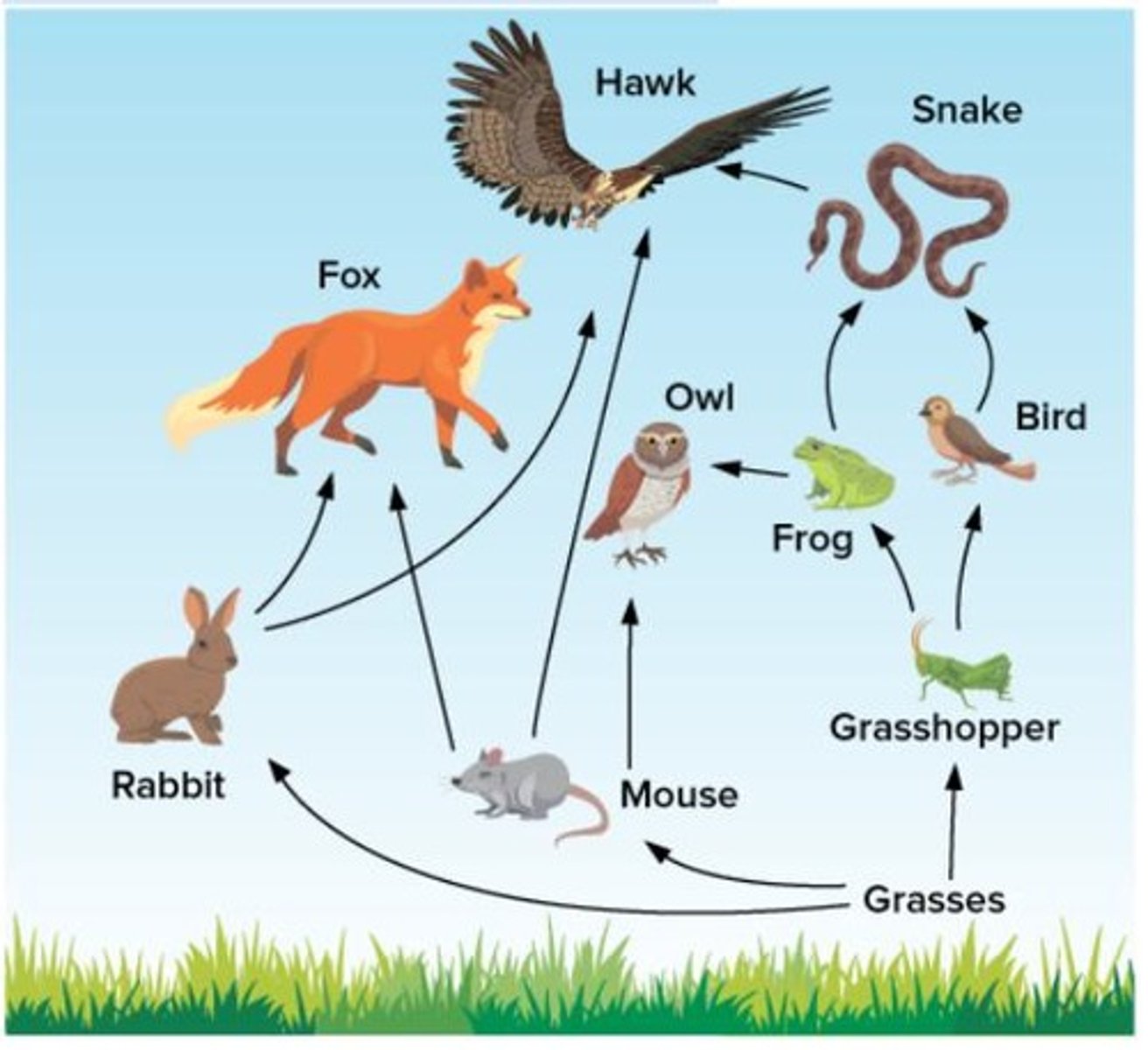 <p>Complex network of interconnected food chains.</p>