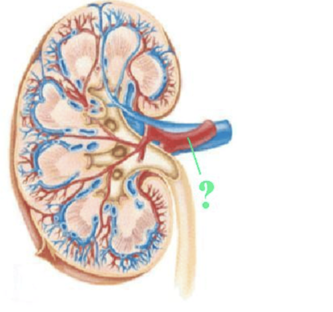 <p>renal artery</p>