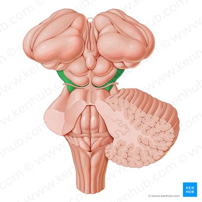 <p>Identify the highlighted region and the textbook definition associated with it</p>