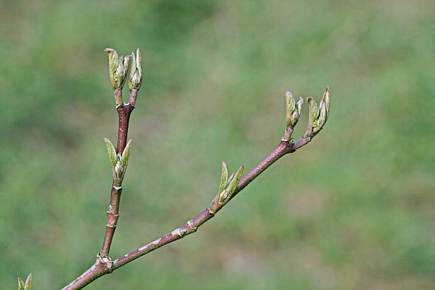 <p>dogwood, Swida spp., Cornaceae</p>