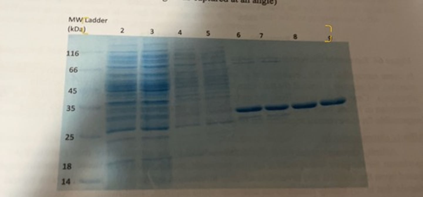 <p>-approximately 28 kDa</p><p>-this shows 2 different purification methods.</p><p>-lane 2 and 3 depict all of the various proteins that are present in the cell lysate and one can see that there are numerous bands of different sizes proteins that are present.</p><p>-land 6 and 7 are for the purified fraction following affinity chromatography. there are still 4 or 5 distinct bands visible including the protein we want (the thick dark band) which indicates that the purified fraction is not fully pure. the affinity chromatography purified fraction was then loaded on a IEX column and different fractions were collected as the concentration of NaCl was slowly increased.</p><p>-lanes 8 and 9 represent the purest fraction for the desired protein, and one can see that is it now highly pure as only a single band is visible.</p>