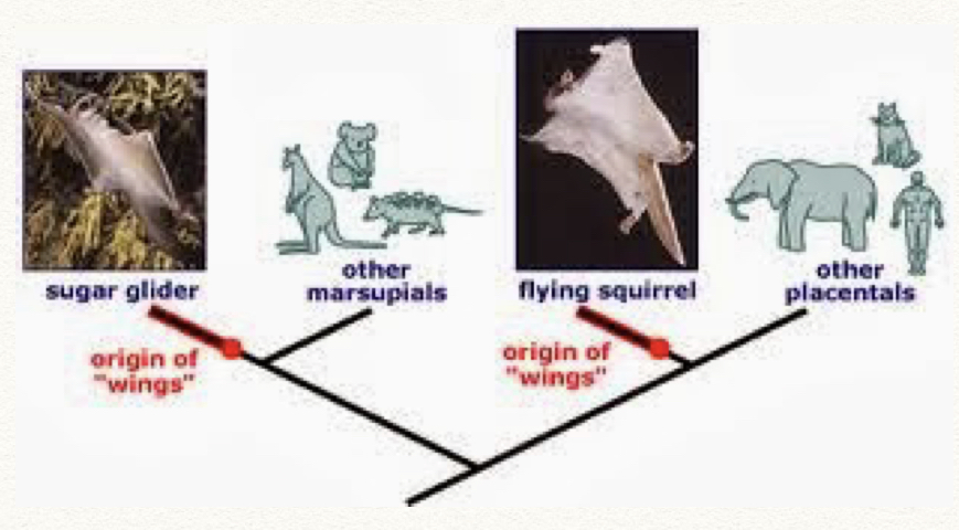 Similarity in function due to common environmental selective pressures.