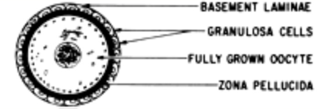 <p>Granulosa go from flat to cuboidal</p><p>theca and zona pellucida become visible</p>