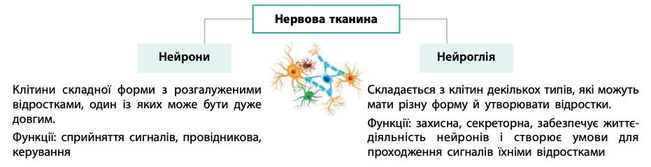 <p>нейрони + нейроглія (забезпечуюють життєдіяльнійсть нейронів)</p>