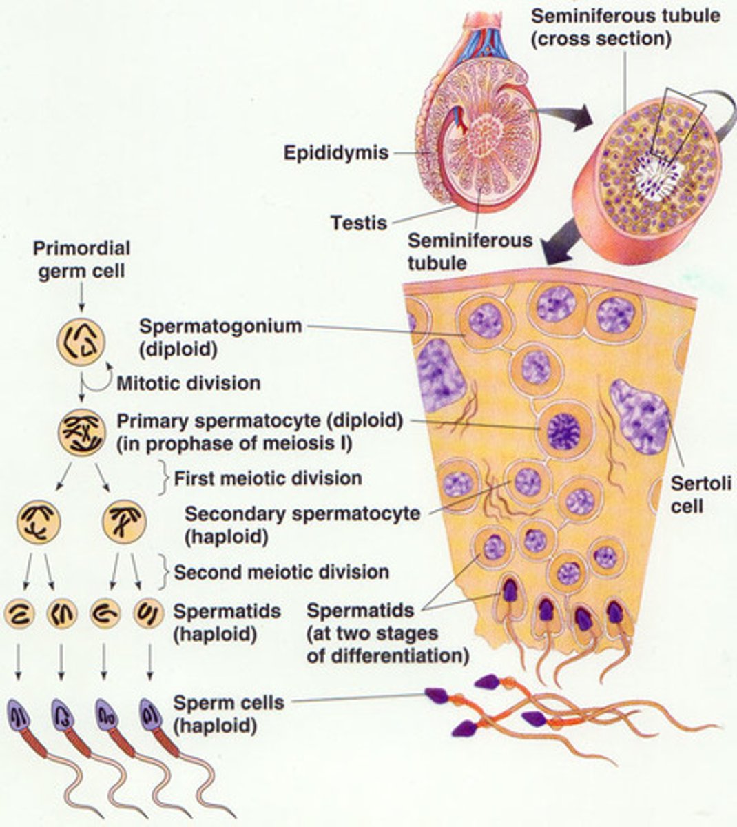 <p>The production of sperm cells</p><p>- Spermatogonia surround the edges of each seminiferous tubule note: males always make more and more identical spermatogonia through mitosis</p><p>- As spermatogonia develop into sperm they move towards the middle of the tubule</p><p>- Development of sperm = process of meiosis</p><p>- The chromosome number is halved when the primary spermatocytes become secondary spermatocytes</p><p>note: 1 primary spermatocyte (46 chromosomes) creates 4 GENETICALLY DIVERSE sperm (23 chromosomes)</p>