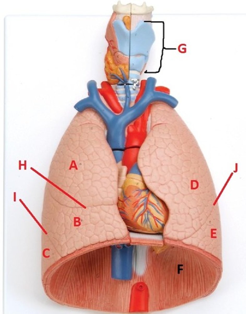 <p>B</p>