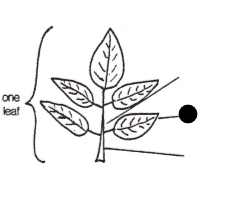 <p>Part of leaf?</p>