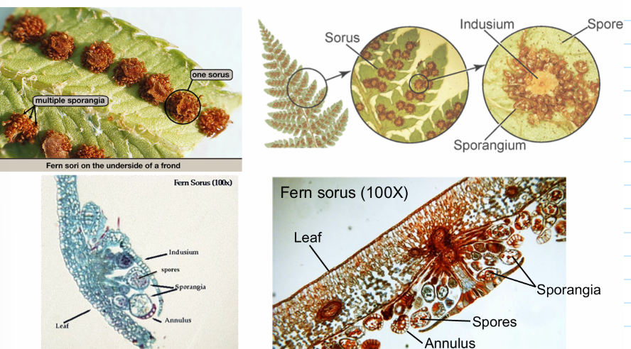 <p>contain the sporangia, where meiosis takes place to produce spores</p>