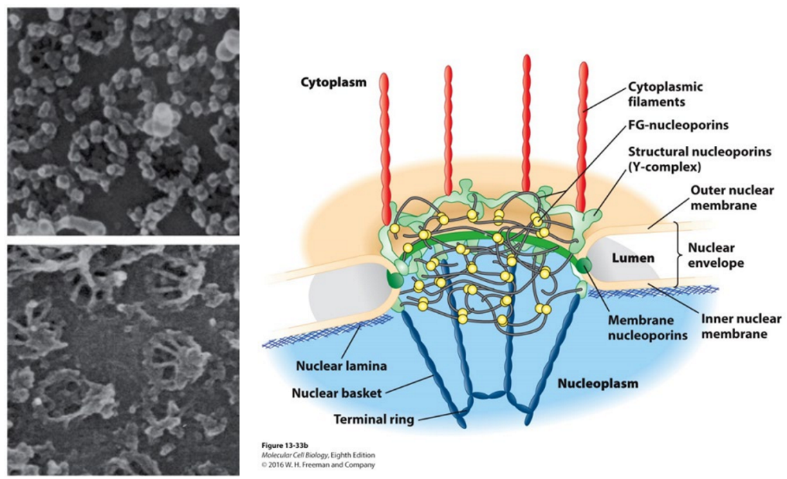 <p><strong>channel-like structures</strong> at the interface between the <strong>nucleus and cytoplasm</strong>.</p><ul><li><p><span>nuclear envelope contains two membrane system – separates nuclease from cytoplasm</span></p><ul><li><p><span>Cytoplasm = continuous with ER membrane</span></p></li><li><p><span>ER = involved in protein synthesis&nbsp;</span></p></li></ul></li></ul><p></p>