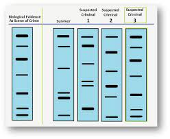 <p>During a process called gel electrophoriesis, whereby an electrical current is used to force DNA through a porous gel material, these fragments are seperated according to their size. Smaller fragments move farther through the gel than larger fragments, and result in a pattern of distictive bands.</p>