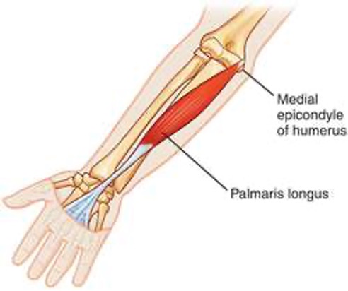 <p><strong>origin:</strong> medial epicondyle of humerus </p><p><strong>insertion: </strong>flexor retinaculum and palmar aponeurosis</p><p><strong>innervation: </strong>median nerve</p><p><strong>action: </strong>flex wrist (hand at wrist joint)</p>