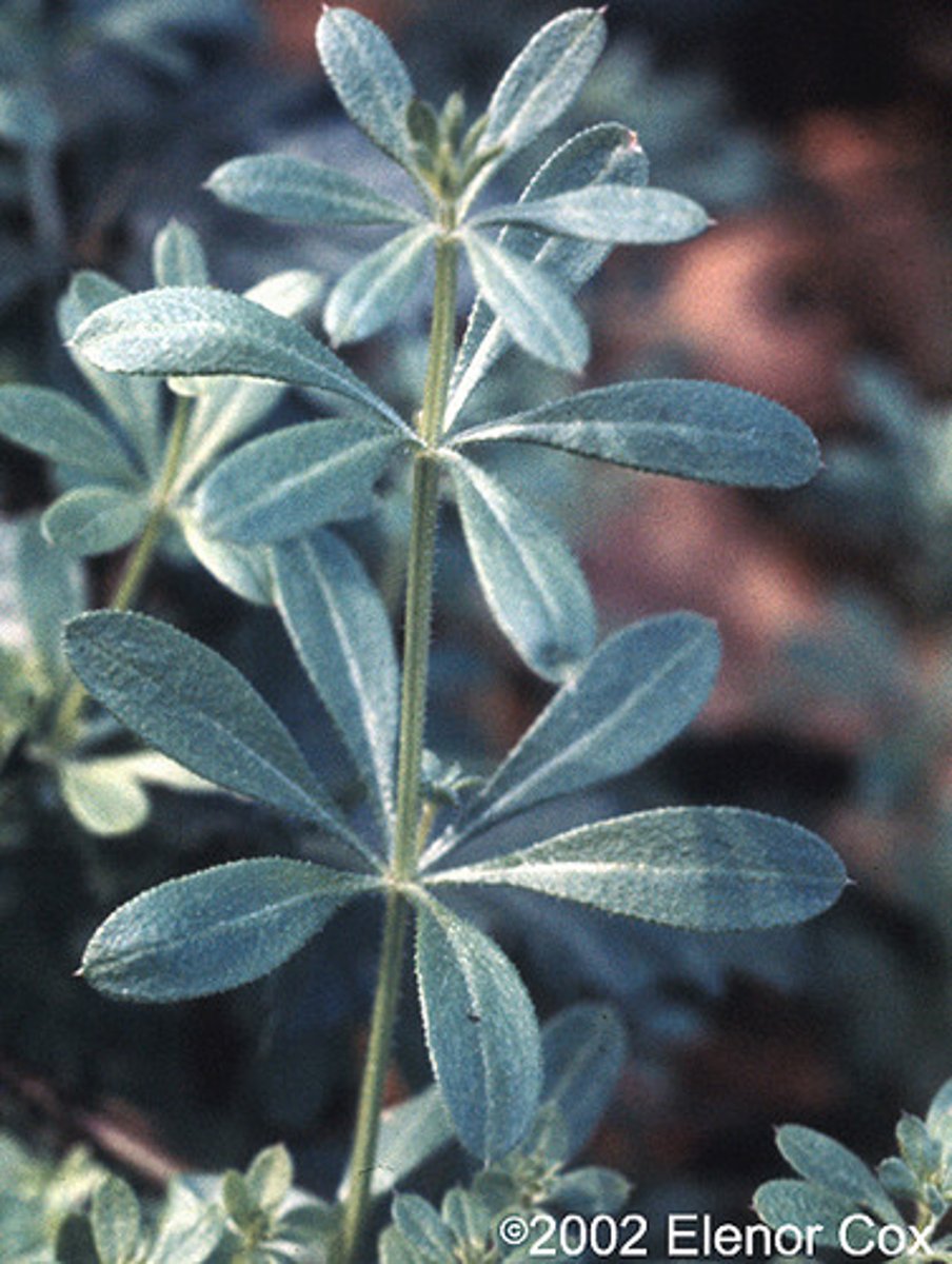 <p>three or more leaves per node</p>