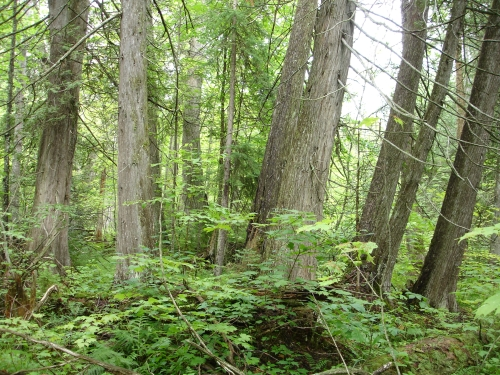<p>Wetland Type?</p>