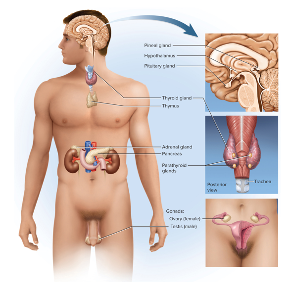 <p>The endocrine system </p>