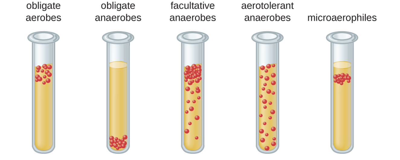 <p>must have O2; Micrococcus luteus</p>