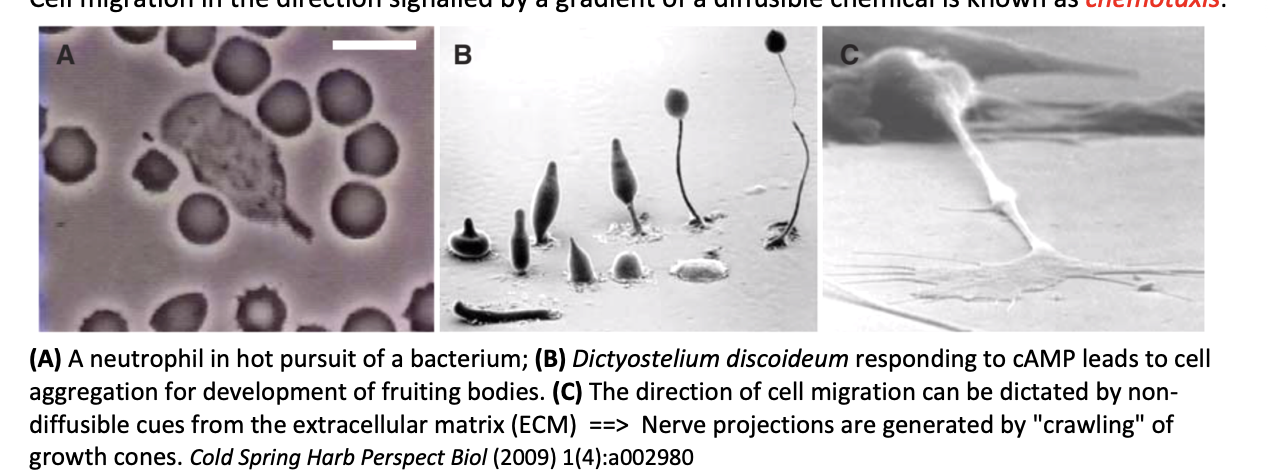 <ol><li><p>Neutrophil in hot pursuit of bacterium</p></li><li><p><em>Dictyostelium discoideum </em>responding to cAMP→ leads to aggregation for development of fruiting bodies</p></li><li><p>Neutrophile migration towards the site of a wound in a zebra fish larva</p></li></ol><p></p>