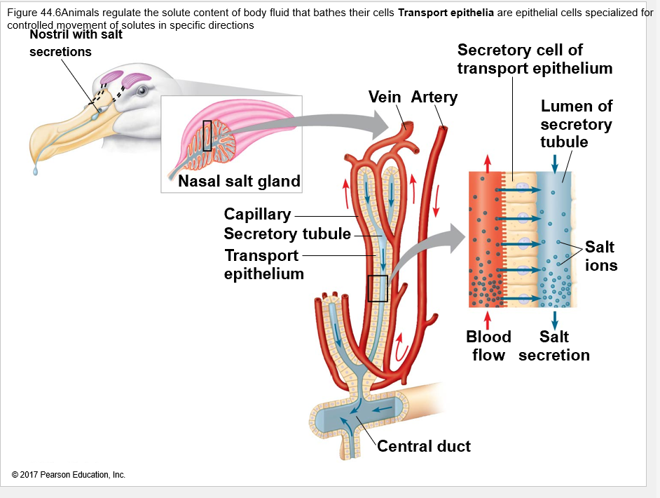 <p>what types of cells allow salt secretion in these glands? </p>