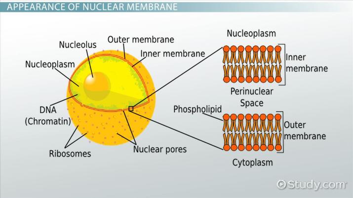 <p>Structure:&nbsp;</p><ul><li><p>Contains the Nuclear Envelope which is made by a double phospholipid bilayer that separates the nucleus from the cytoplasm</p></li><li><p>Contains Nuclear pores that help regulate what goes in and out of the nucleus</p></li><li><p>Contains Chromatin which is DNA wrapped in histones</p></li><li><p>Contains the Nucleolus a dense part of DNA where rRNA are synthesized to form ribosomes</p></li><li><p>The matrix<strong>&nbsp;</strong>and lamina provide structural support and help organize genetic material.</p></li></ul><p>Functions:&nbsp;</p><ul><li><p>The nucleus houses the cell's genetic material (DNA), which controls heredity and the blueprint for cellular functions.</p></li><li><p>&nbsp;Regulates gene expression to control protein synthesis.</p></li><li><p>The nuclear pores control transport of RNA and proteins essential for gene expression.</p></li><li><p>Coordinates cell growth, metabolism, and division by regulating DNA replication and transcription of mRNA.</p></li><li><p>The nucleolus synthesizes rRNA and assembles ribosomal subunits necessary for protein production.</p></li></ul><p></p>